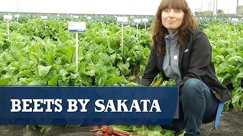 New Beets from Sakata