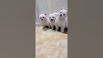 Animals SOO Cute! Cute baby animals Videos Compilation cute moment of the animals | Cutepetoroz