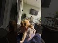 Gizmo 🐶🐾 and his favorite 🤩 hooman #shortvideo #puppy #yorkies #doglover #dogs #yorkie