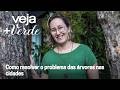 Árvore na rua reduz poluição dentro de casa - Aline Cavalari, da Unifesp