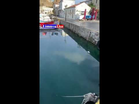 Λήμνος: Νεαρό Δελφίνι έκανε βόλτες στο παλαιό λιμάνι της Μύρινας