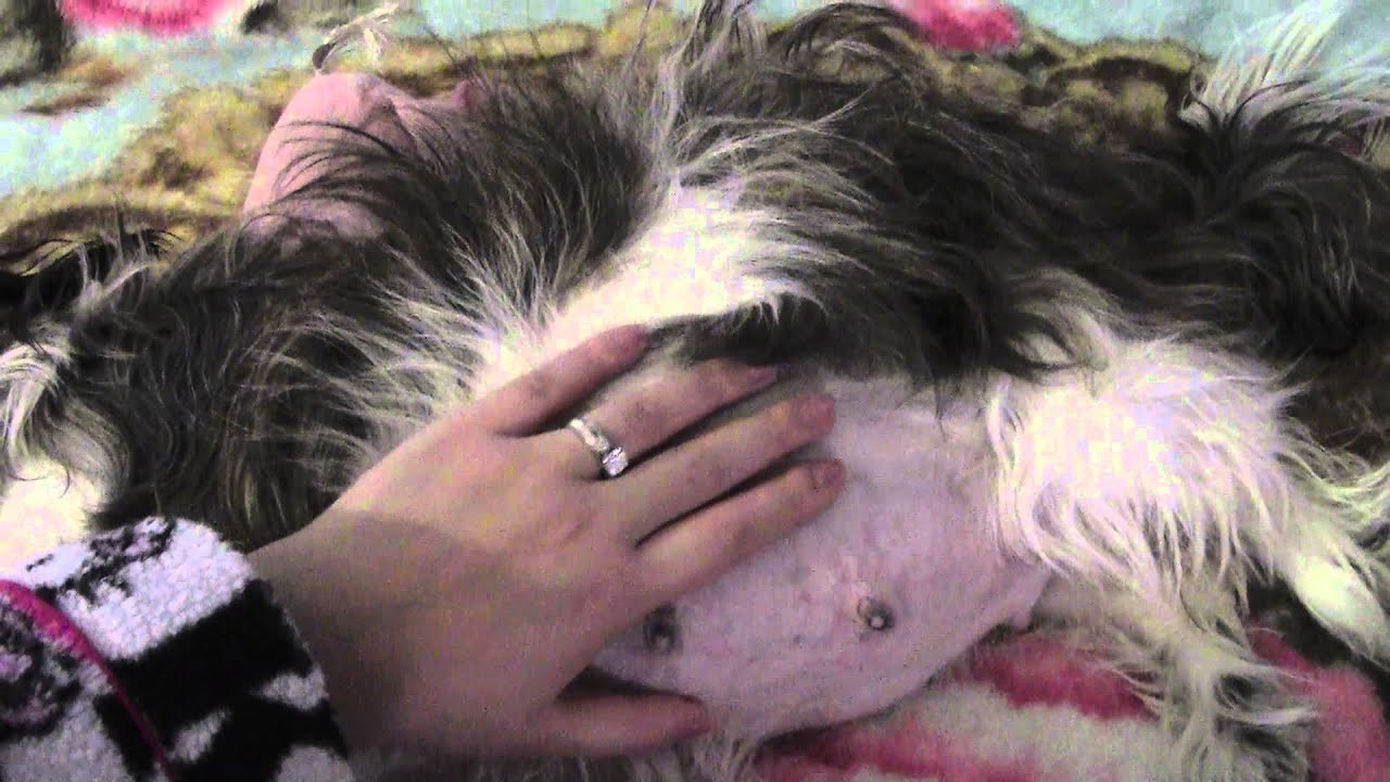 how can you tell if a shih tzu is pregnant