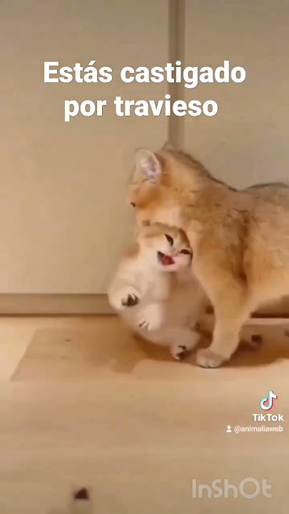 Mamá #gata castiga a su #gatito por travieso