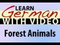 Learn German with Video - Forest Animals