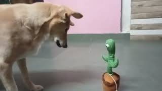 Dog comedy video for itertenment @deeptimule1311