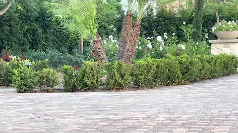 Watch the video about Serval cat outside my house