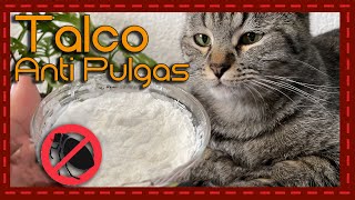 Adiós a las pulgas: Talco para baño en seco casero y económico para gatos