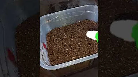 Quais tipos de esporos podem ser encontrados nas samambaias e Licófitas?