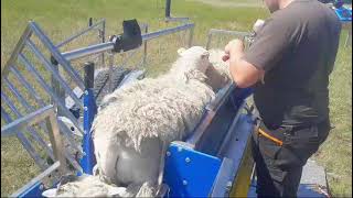 Vaccinating 720 lambs per hour | Cotter Crate