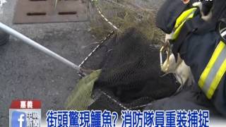 【中視新聞】嘉義鱷魚逛大街 消防救援..假貨! 20150118