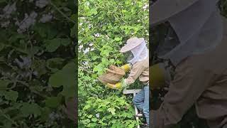 Zwermende Bijen Opvangen. Met Imker Joost. Blueberryfieldsotterlo