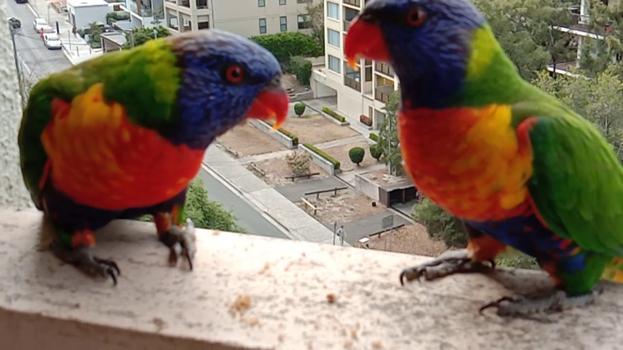 Rainbow Lorikeet feeding sweet pets YouTube