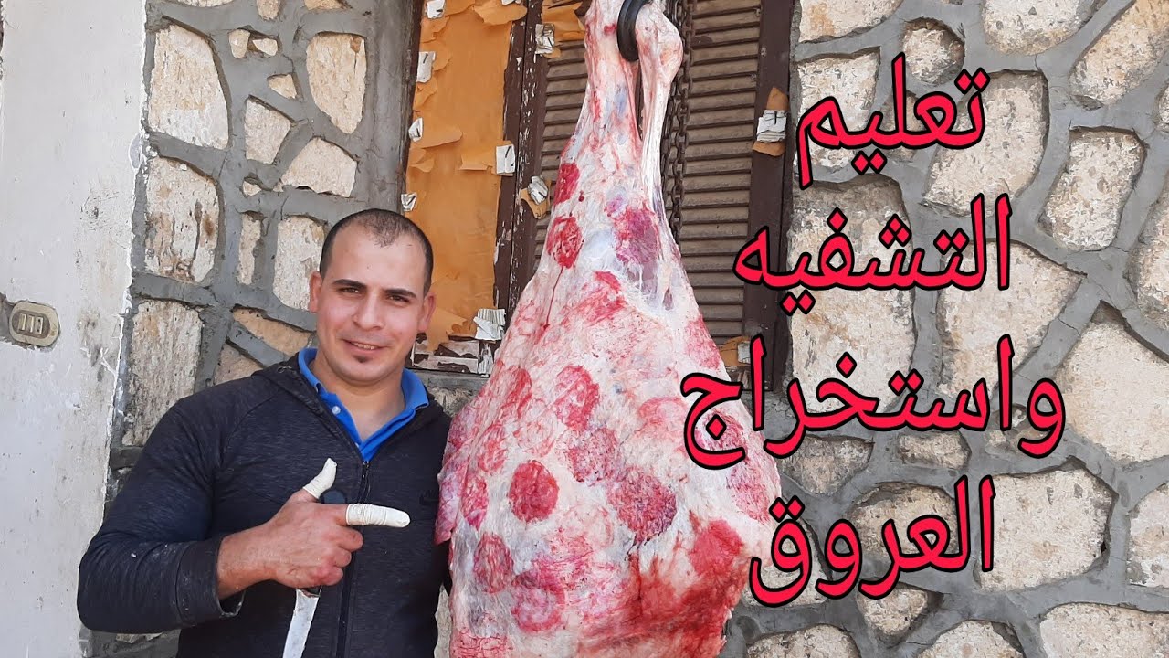 تشفيه فخده العجل واستخراج عروق للبسطرمه والشاورما واللحمه البارده واللحمه المشويه