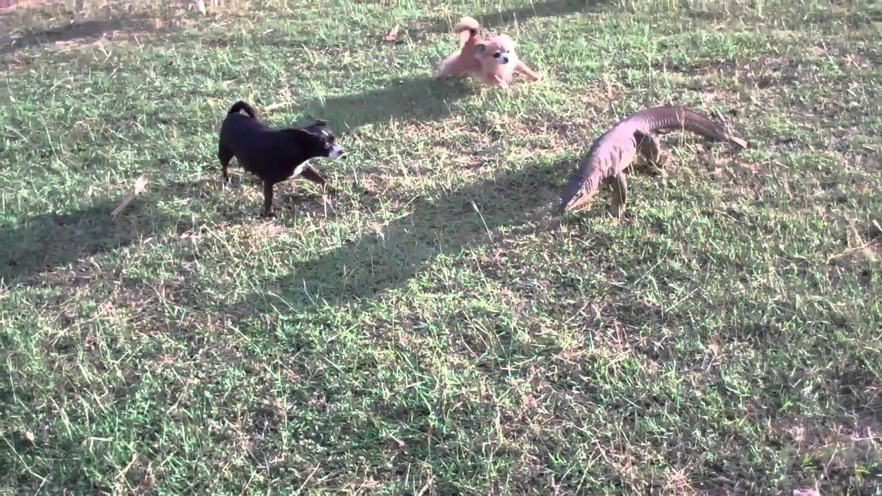 point stuart fishing camp. northern territory. australia. 5 12.mp4