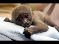 The Monkeys  -  A Funny And Cute Monkeys Videos Compilation | Laugh TV