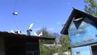 Бакинские бойные голуби Кулиша Сергея 11.05.2017