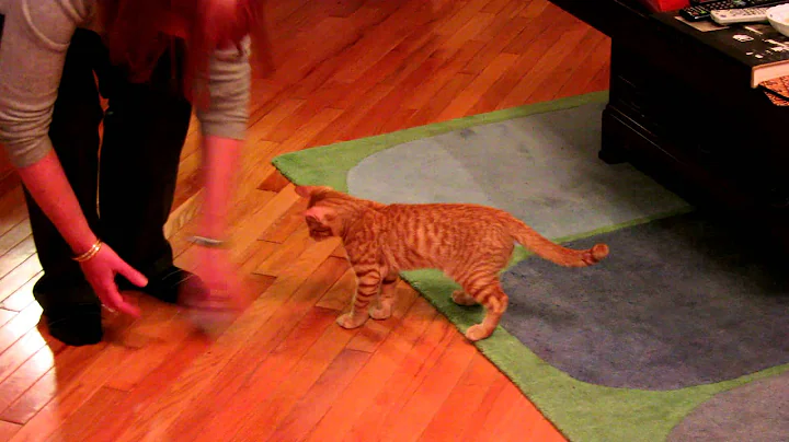 Watch the video about Abyssinian mix kitten - learning to fetch