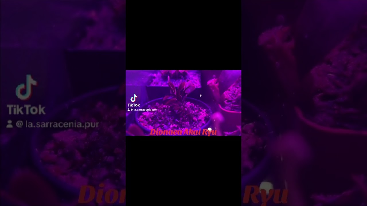 Dionaea Akai Ryu