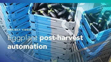 Post-Harvest Automation at Greenbrothers - Purple Pride