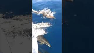 Pod of Dolphins Get a Ride on Boat’s Bow Wave in Crystal Clear Waters
