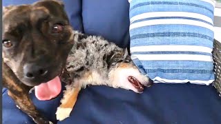 Hide and Seek Fail: Mini Aussie Tries to Escape Playtime with Staffy