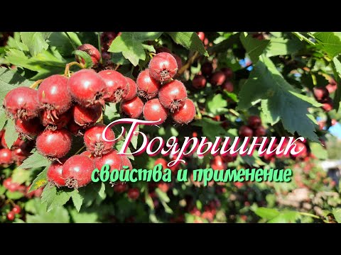 Боярышник.Свойства и применение.Чай из боярышника.