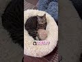 完全に日本語を理解している猫たちが可愛すぎる...