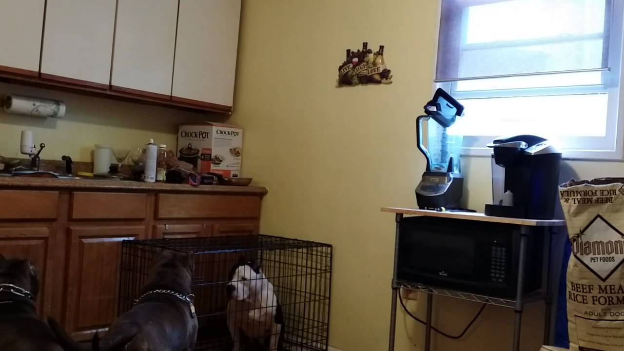 American Bully escape out of his cage YouTube