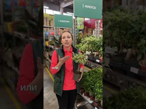 Почему опадают листья