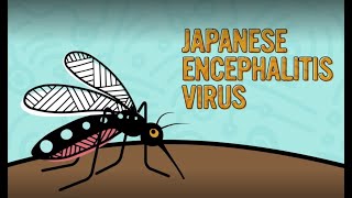 Japanese encephalitis virus (JEV) – Mozzies aren’t just annoying