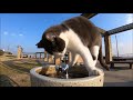 水道の蛇口から水を飲む猫