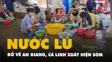 Nước lũ đầu nguồn đổ về An Giang, cá linh xuất hiện sớm, người dân vui mừng