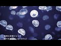 透明ラピスラピラズリ/初音ミク