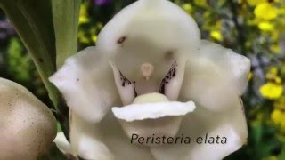 Como Plantar Orquídea Pomba (Flor do Espírito Santo)