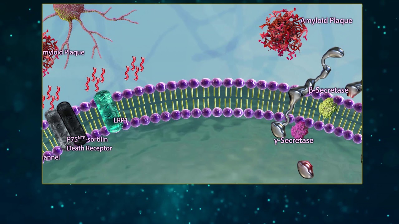 Amyloid Beta Processing