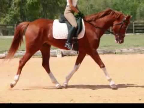 Misty Meadows Farm ~ Sport Horses For Sale