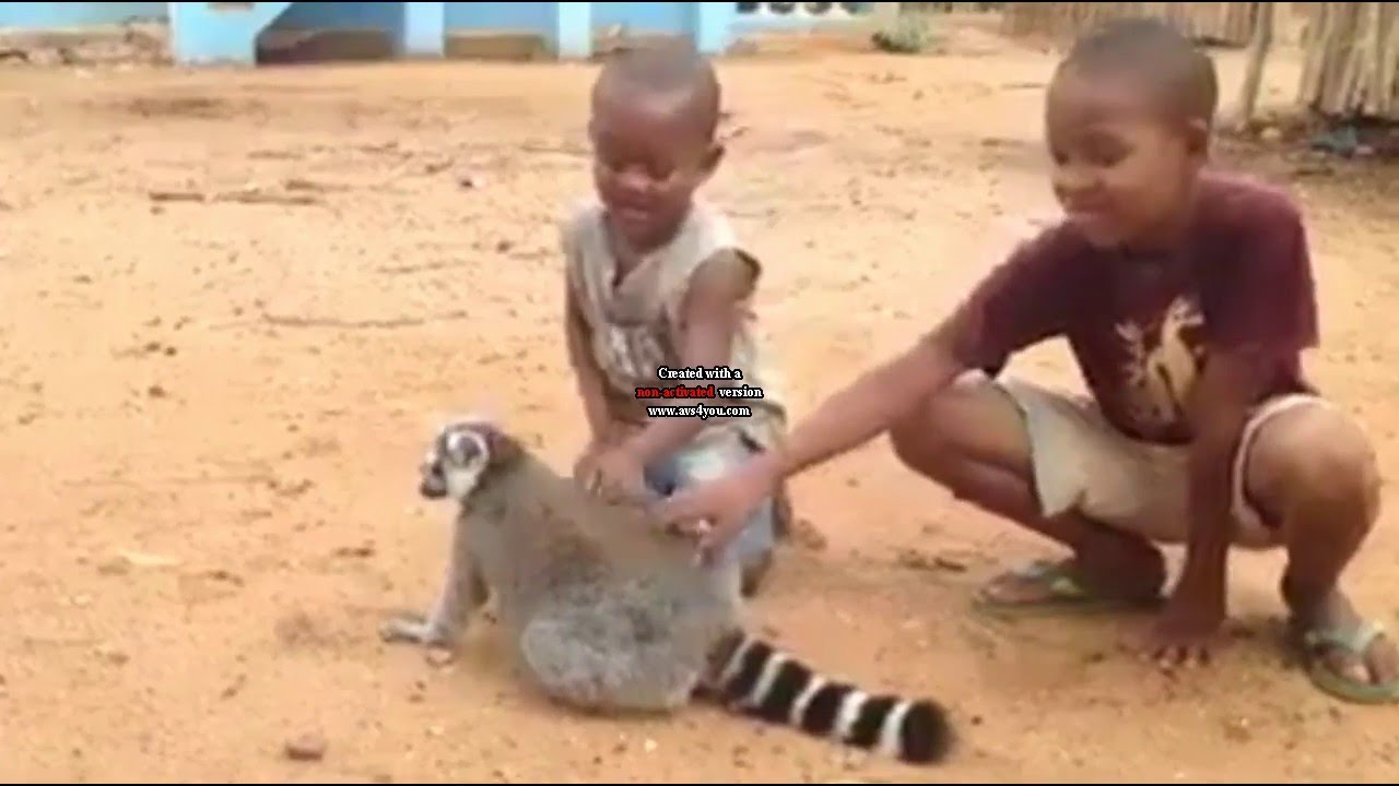 Video Lucu 1 Si Lemur Minta Digaruk REPOST YouTube