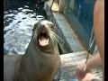 Морской лев перекусывает. A sea lion taking a snatch.