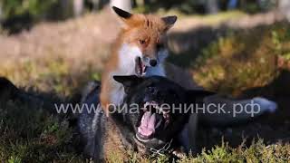 Жителям Кузбасса напоминают о важности вакцинации животных против бешенства