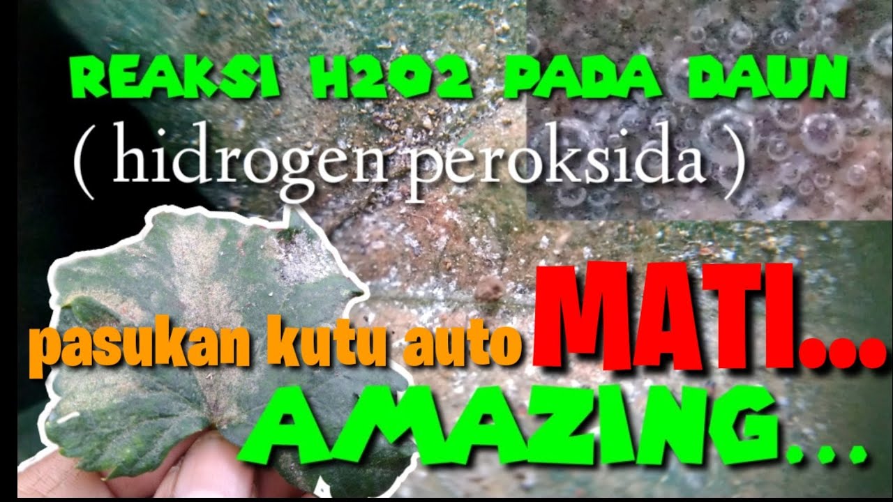 reaksi hidrogen peroksida pada kutu daun