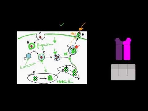 Wideo: Różnica Między Komórkami NK A Komórkami NKT