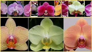 Названия и сорта орхидей фаленопсисов  Names and varieties of phalaenopsis orchids