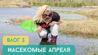 Насекомые апреля / Влог 3