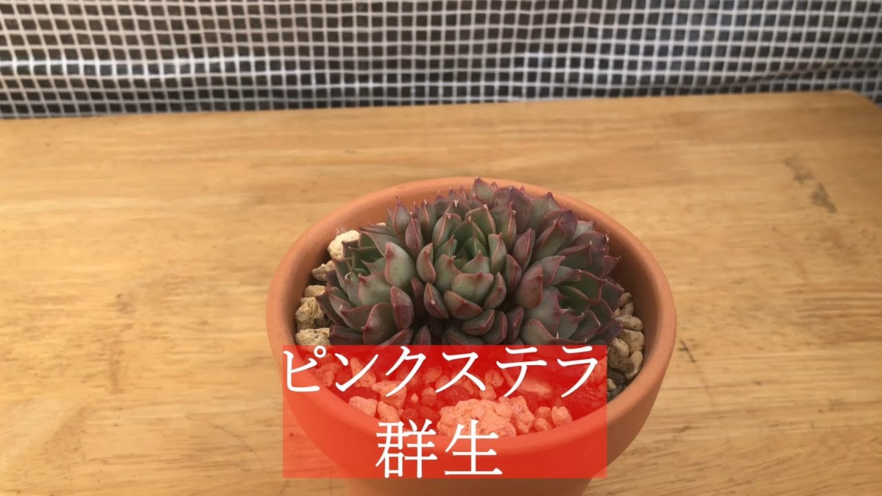 ４ｋ 多肉植物 ピンクステラ 群生 Youtube