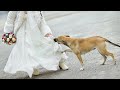 No One From the Wedding Party Knew What She Was Hiding Under Her Dress, But the Dog Sensed Danger!