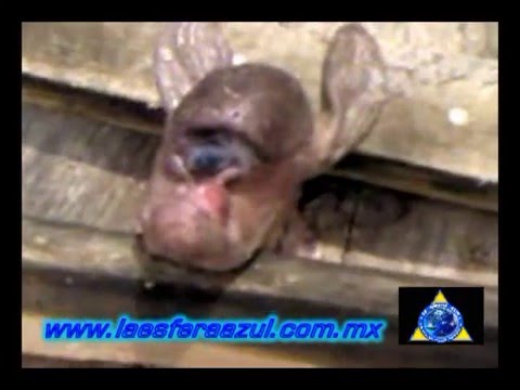 Alien Creature Found in Mexico with One Eye, UFO Sighting News.