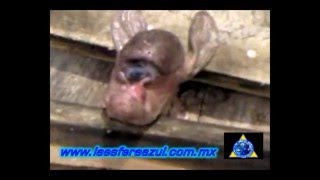 Alien Creature Found in Mexico with One Eye, UFO Sighting News.