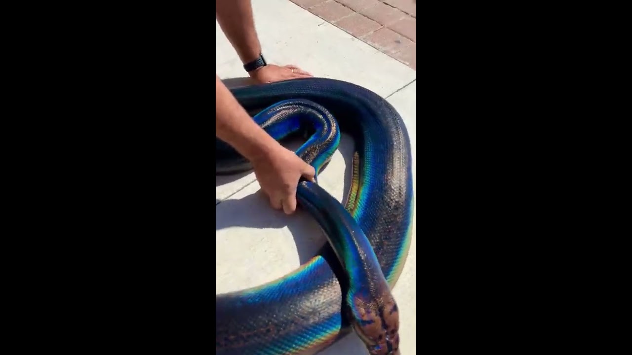 Rainbow Snake My Love 