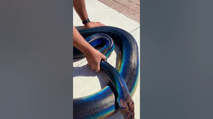 Rainbow Snake! My Love! 🌈  🐍 - DayDayNews