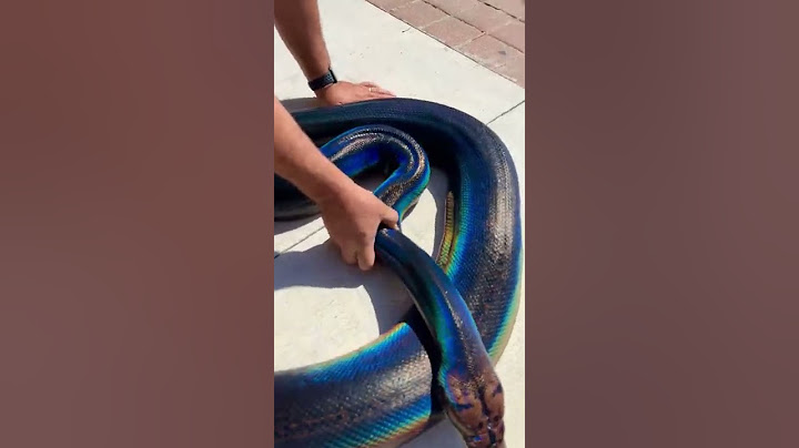 Rainbow Snake! My Love! 🌈  🐍